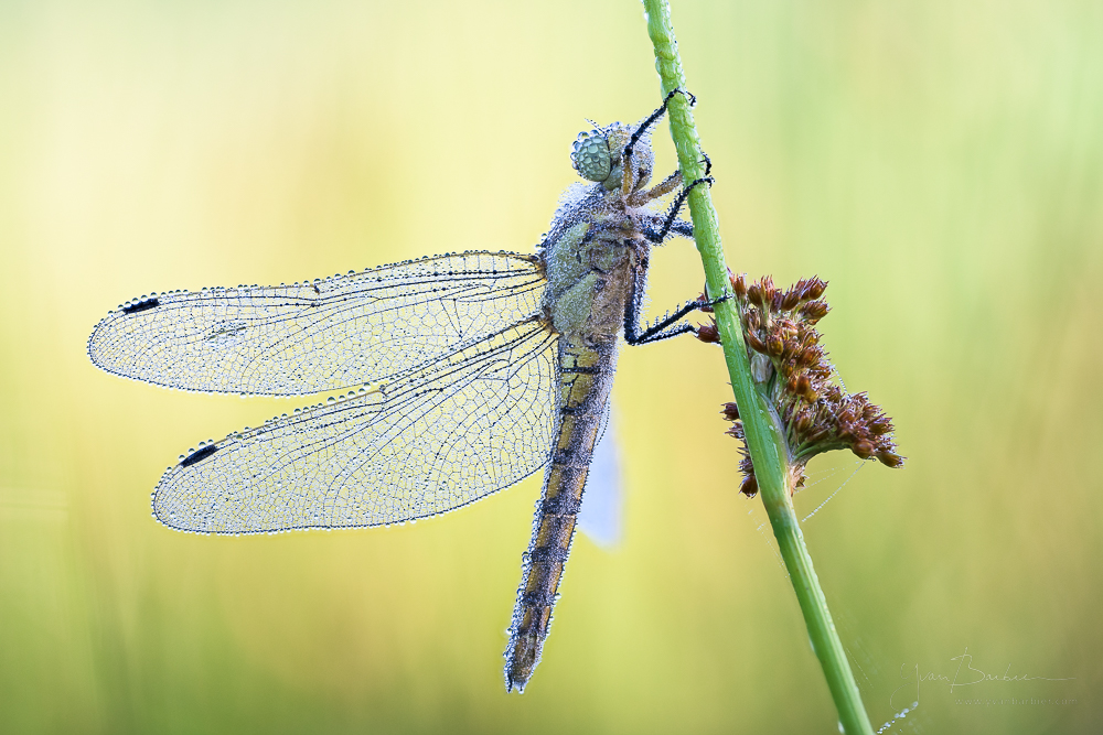 Orthetrum cancellatum