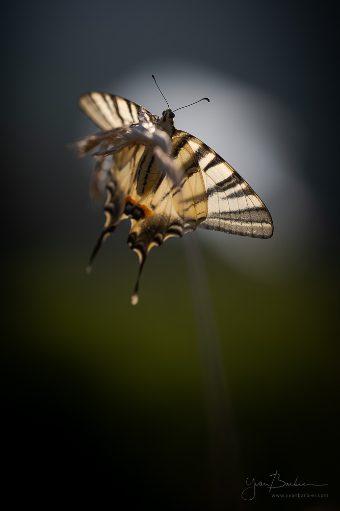 Iphiclides podalirius