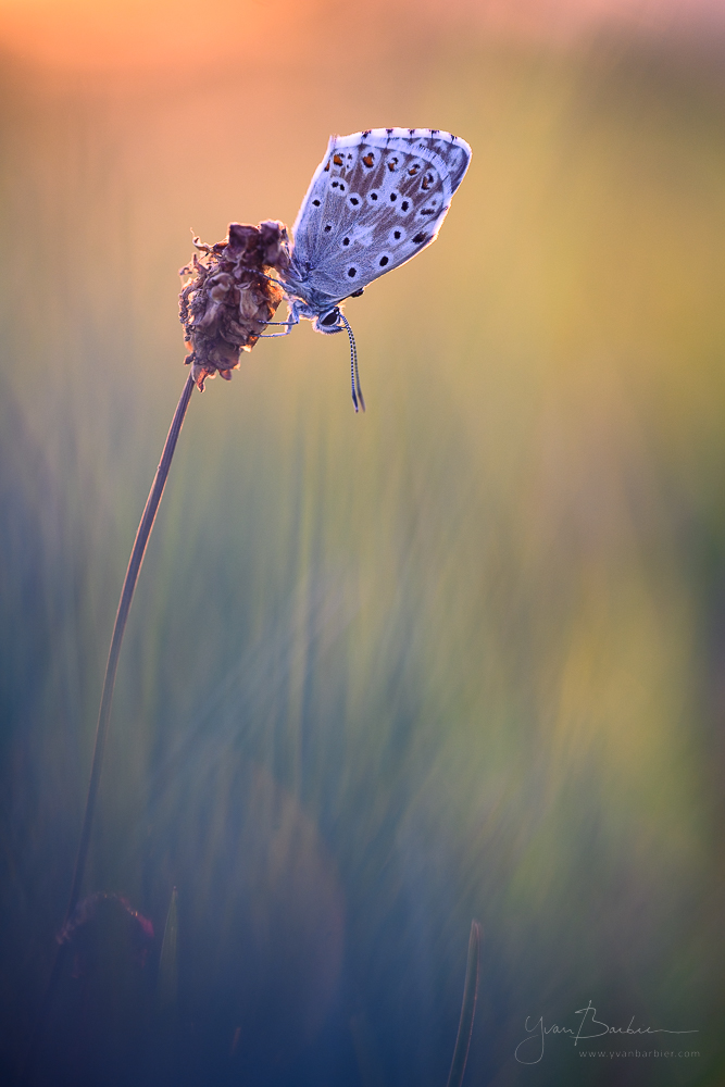 Polyommatus coridon