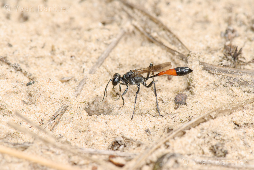 Ammophila pubescens
