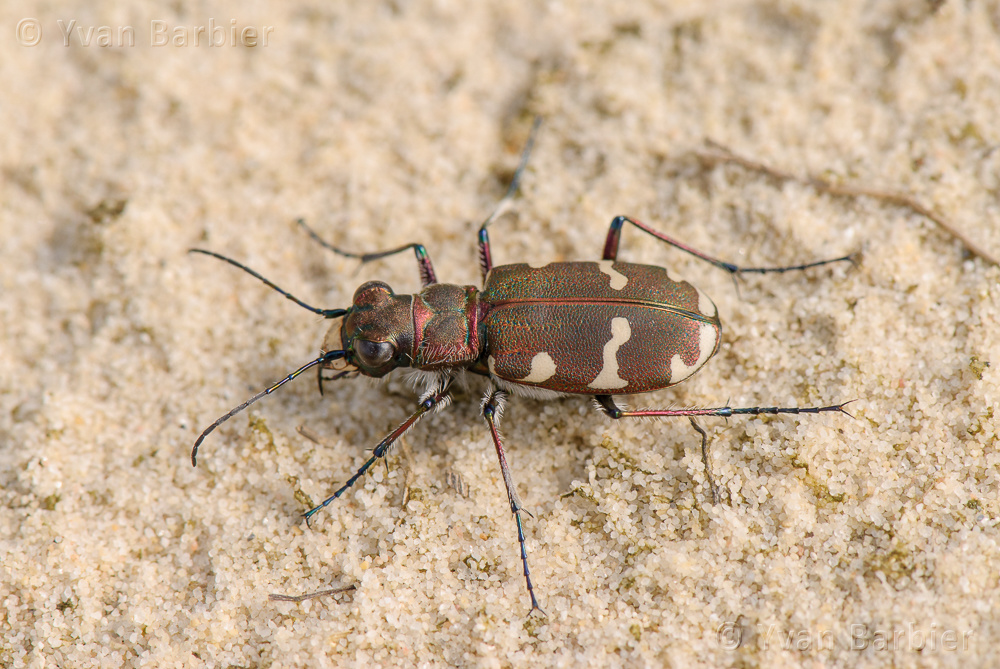 Cicindela hybrida