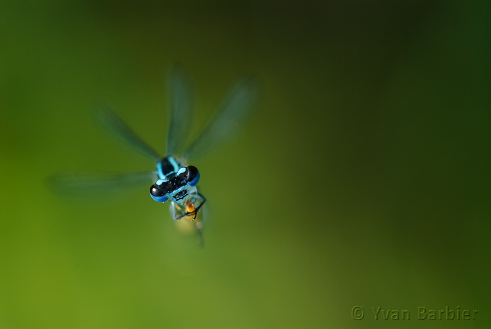 Coenagrion puella