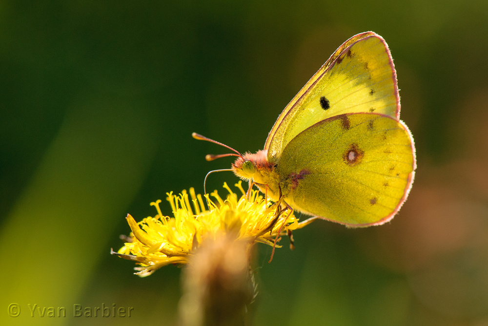 Colias cf alfacariensis