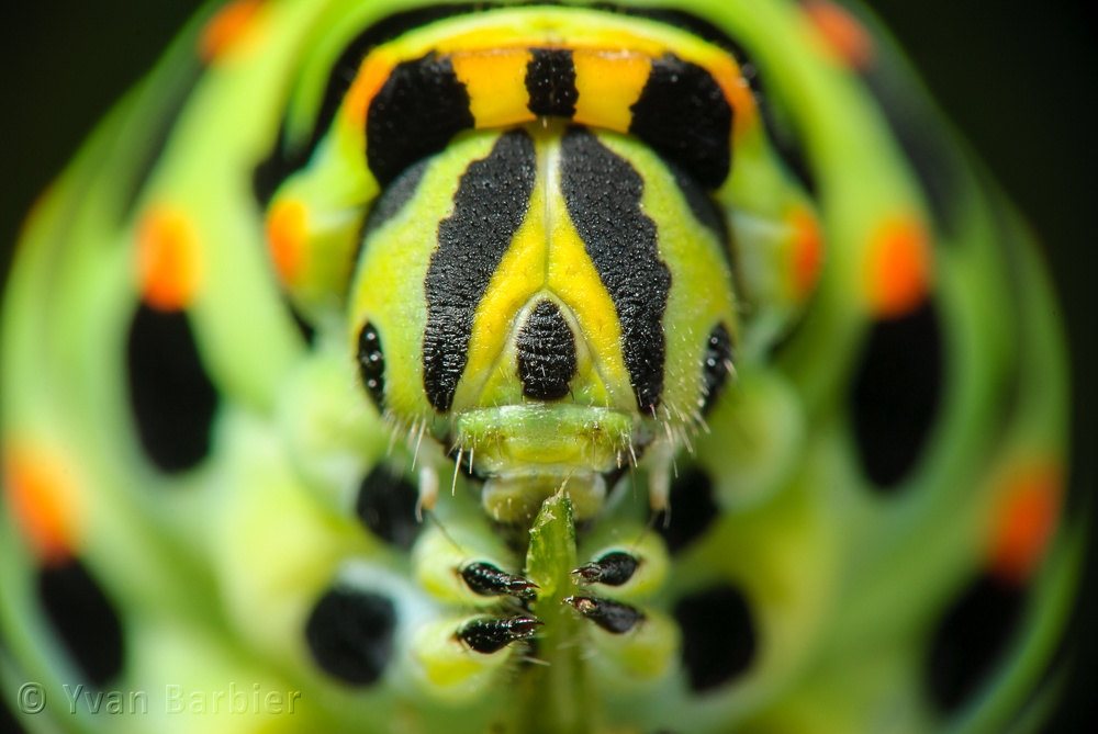 Portrait de chenille de Machaon