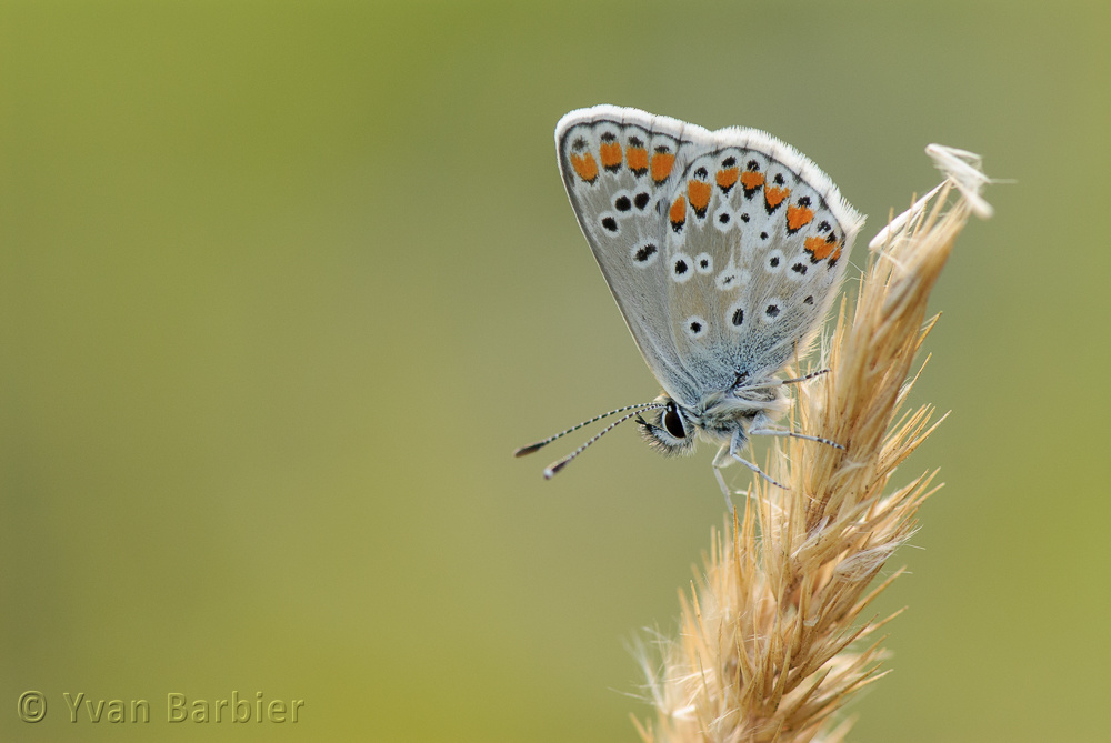 Plebeius agestis