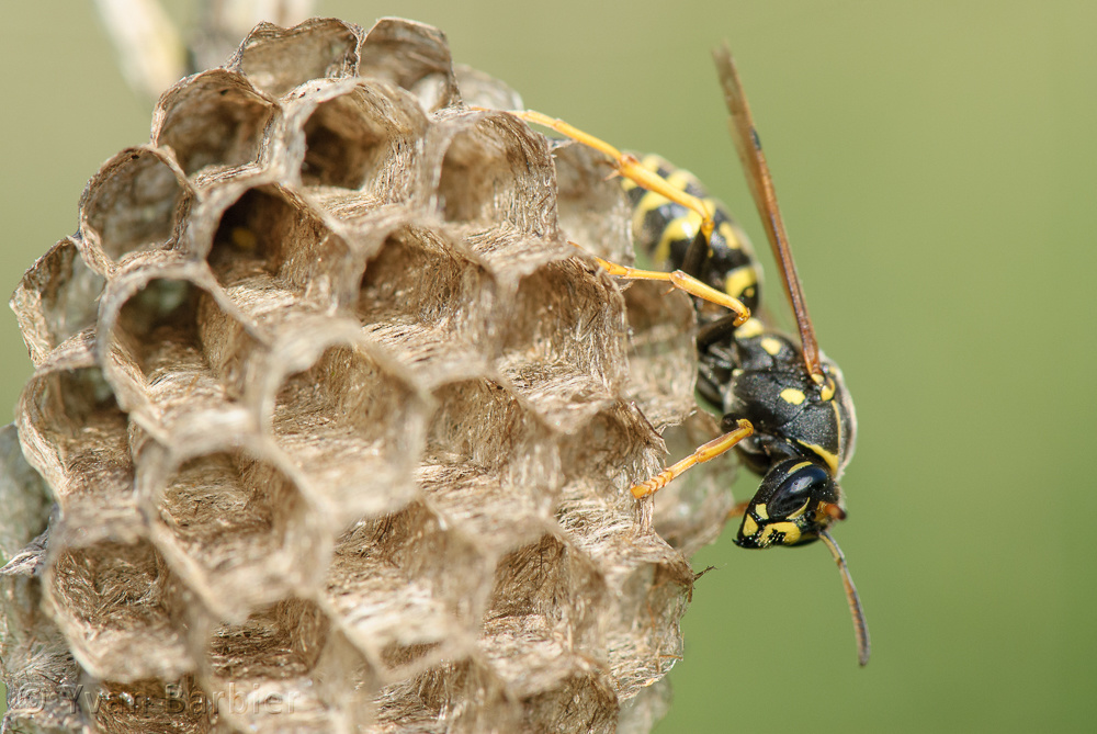 Polistes cf biglumis