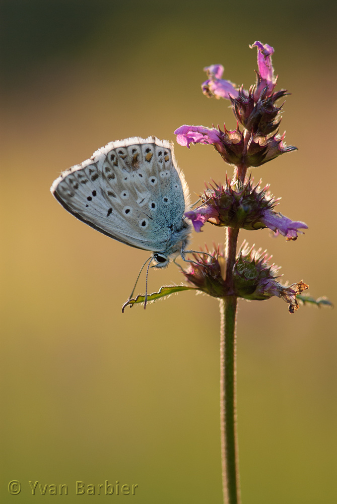 Polyommatus coridon