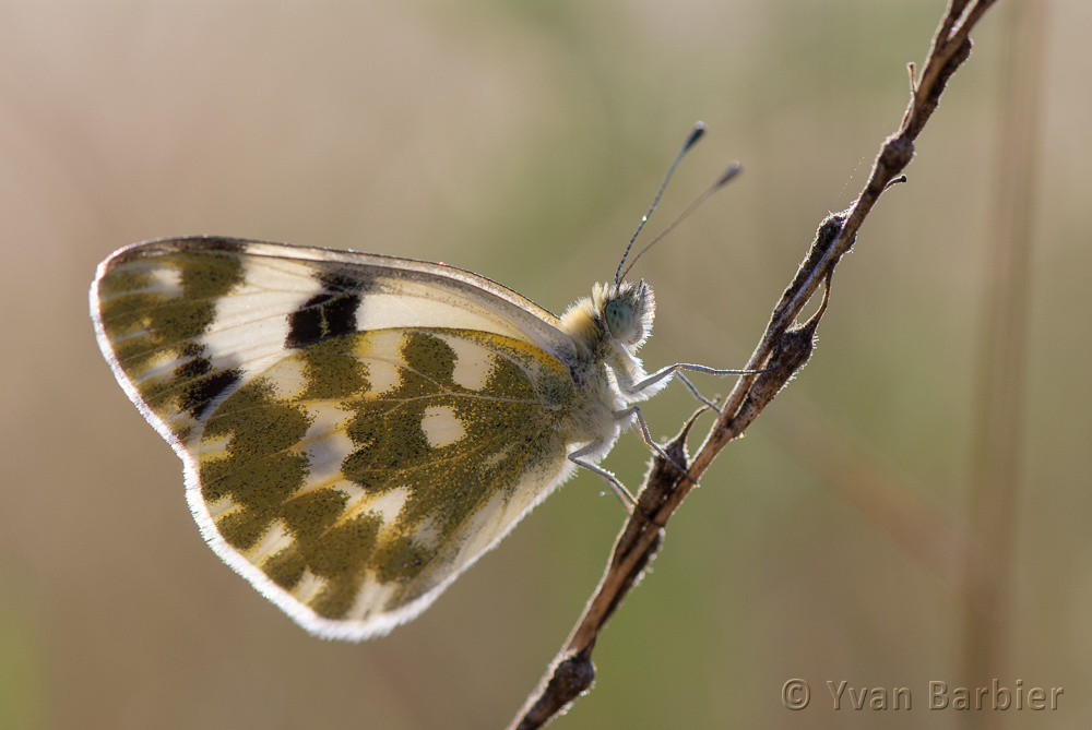 Pontia daplidice