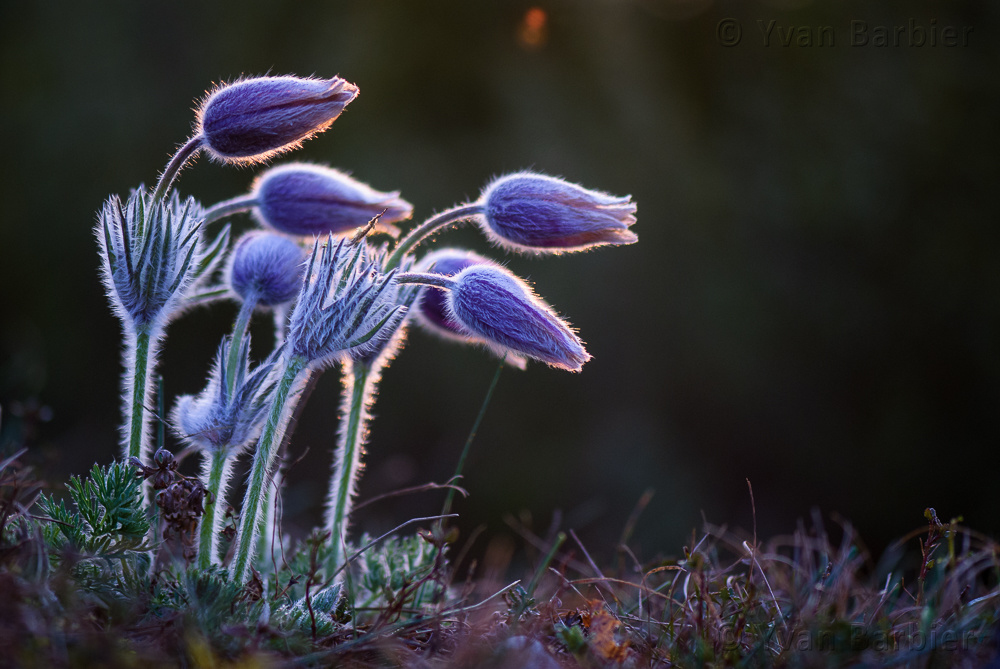 Pulsatilla vulgaris