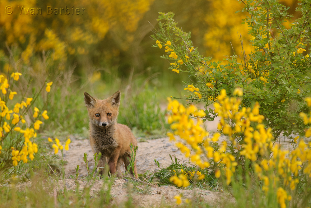 Renard