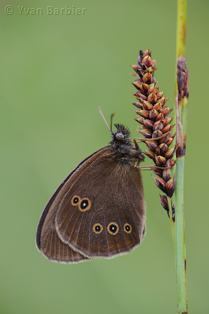 Aphantopus hyperantus
