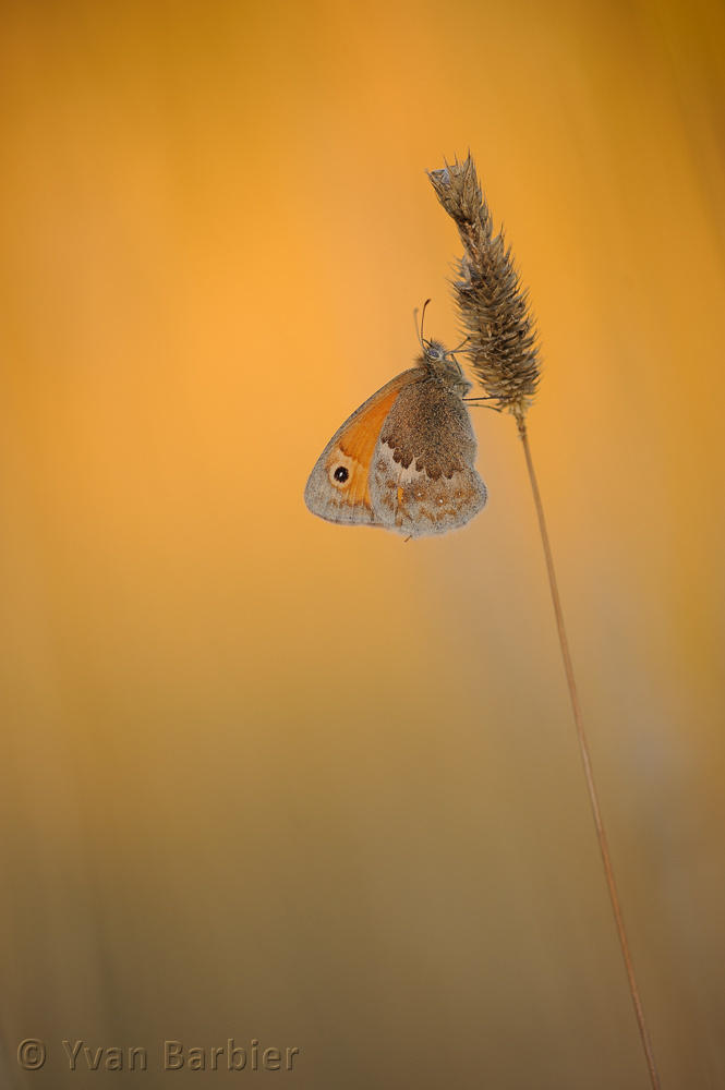 Coenonympha pamphilus
