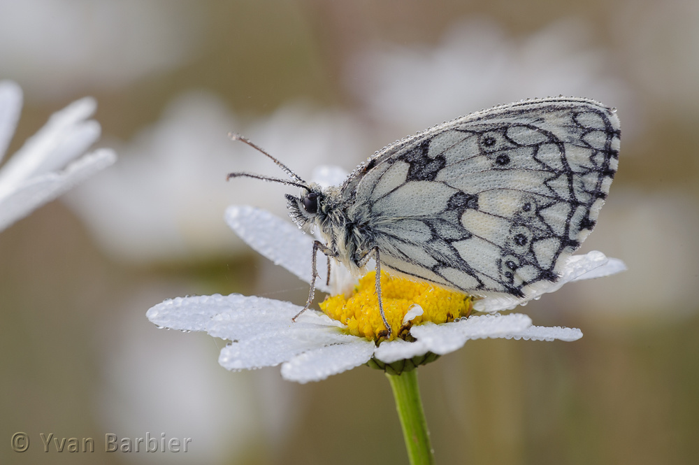 Melanargia galathea