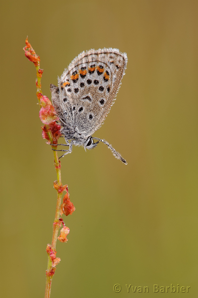 Plebeius argus