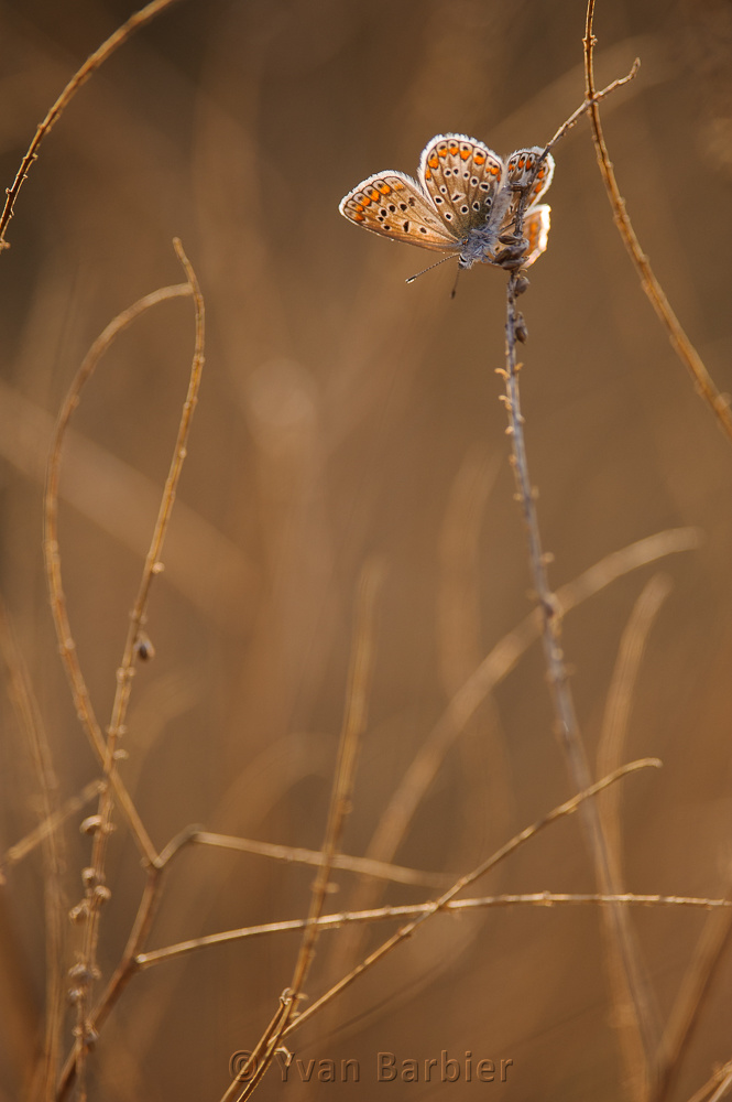 Polyommatus icarus
