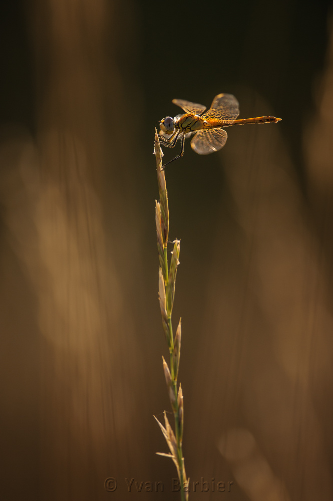 Sympetrum fonscolombii