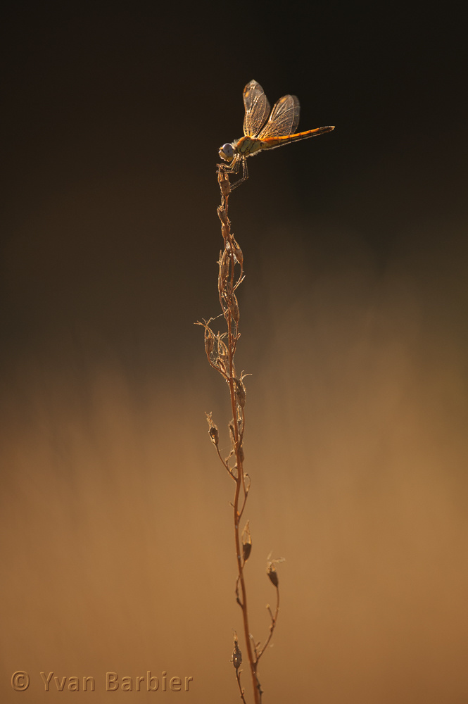 Sympetrum fonscolombii