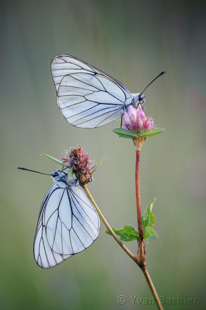Aporia crataegi