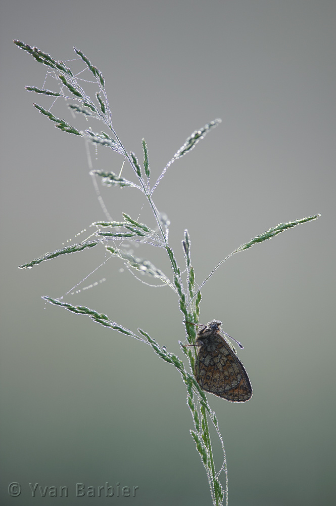 Boloria eunomia