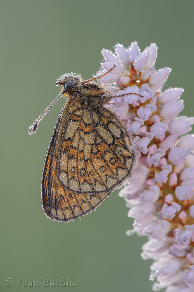 Boloria eunomia