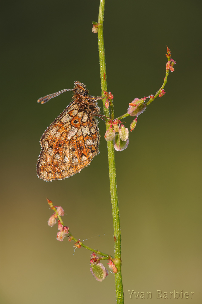 Boloria selene