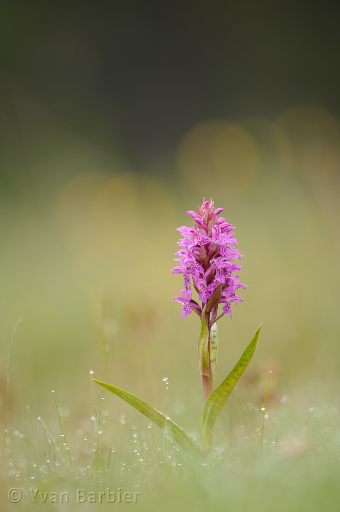Dactylorhiza majalis