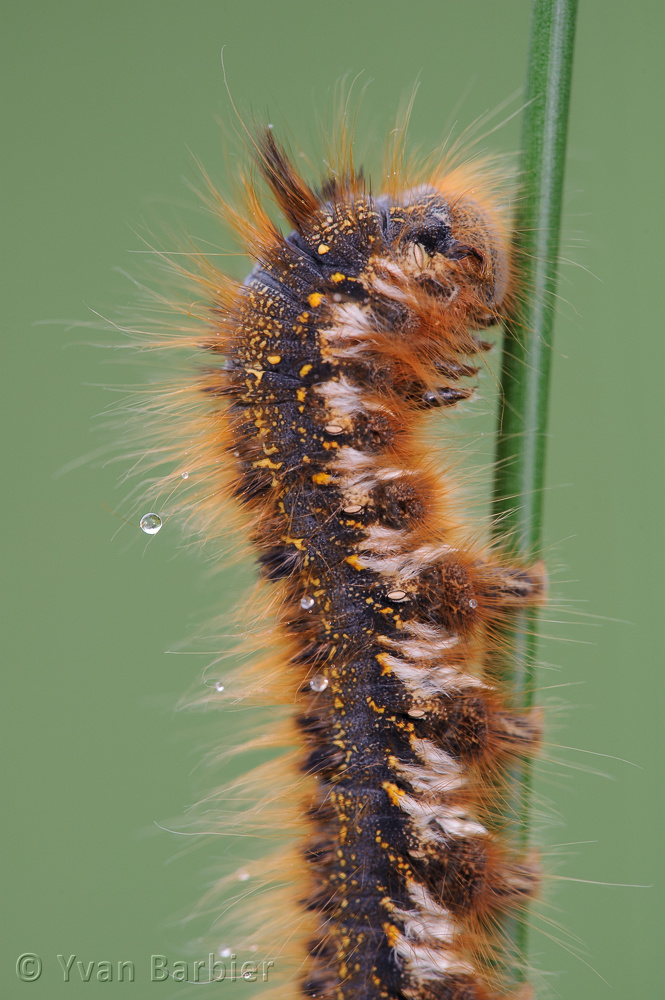 Euthrix potatoria