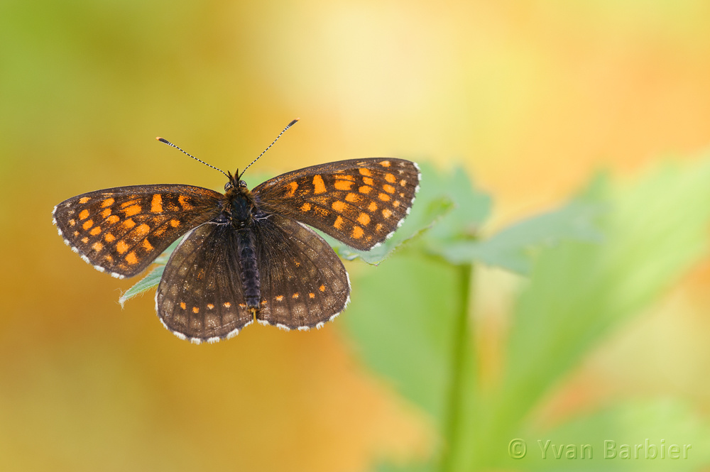 Melitaea diamina