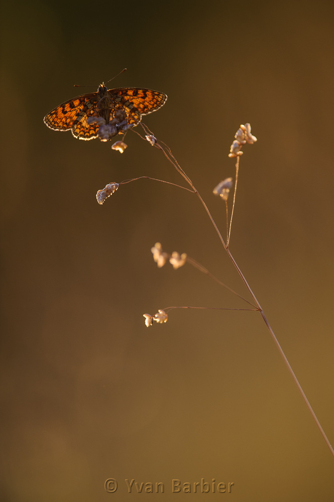 Mélitée dans le couchant