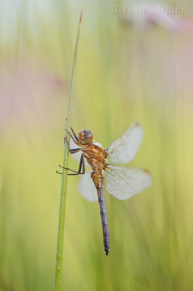 Orthetrum coerulescens