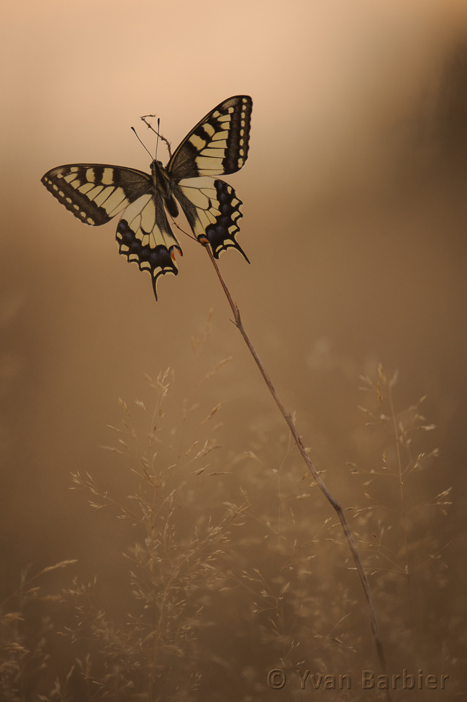 Papilio machaon