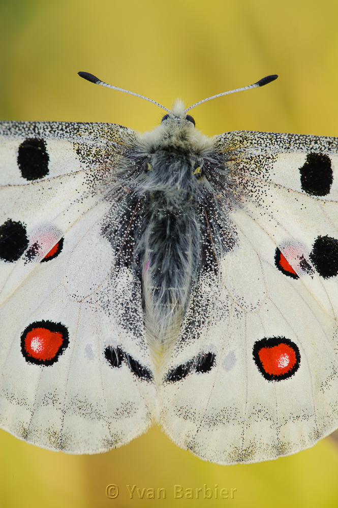 Parnassius apollo