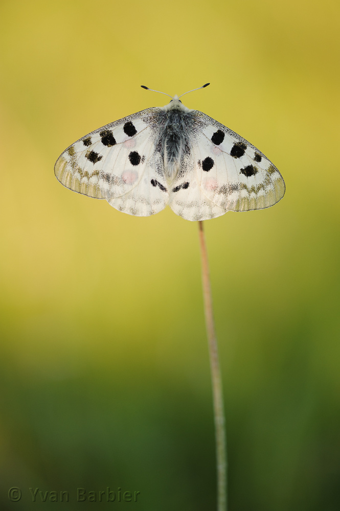 Parnassius apollo