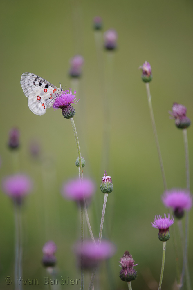 Parnassius apollo