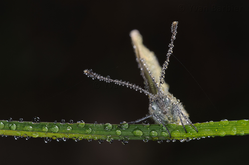 Pieris napi