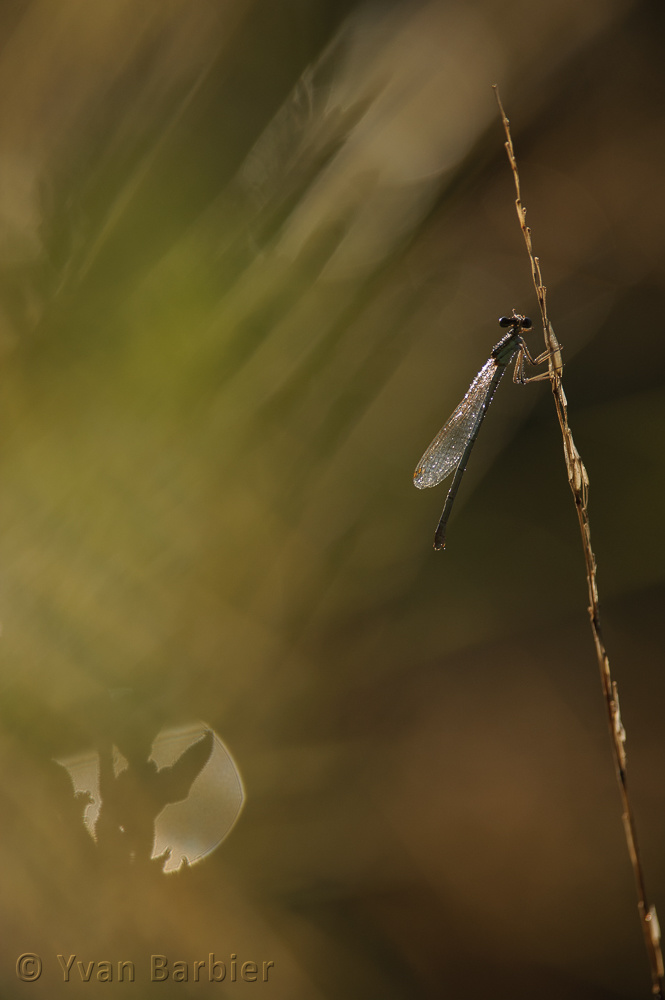 Platycnemis pennipes