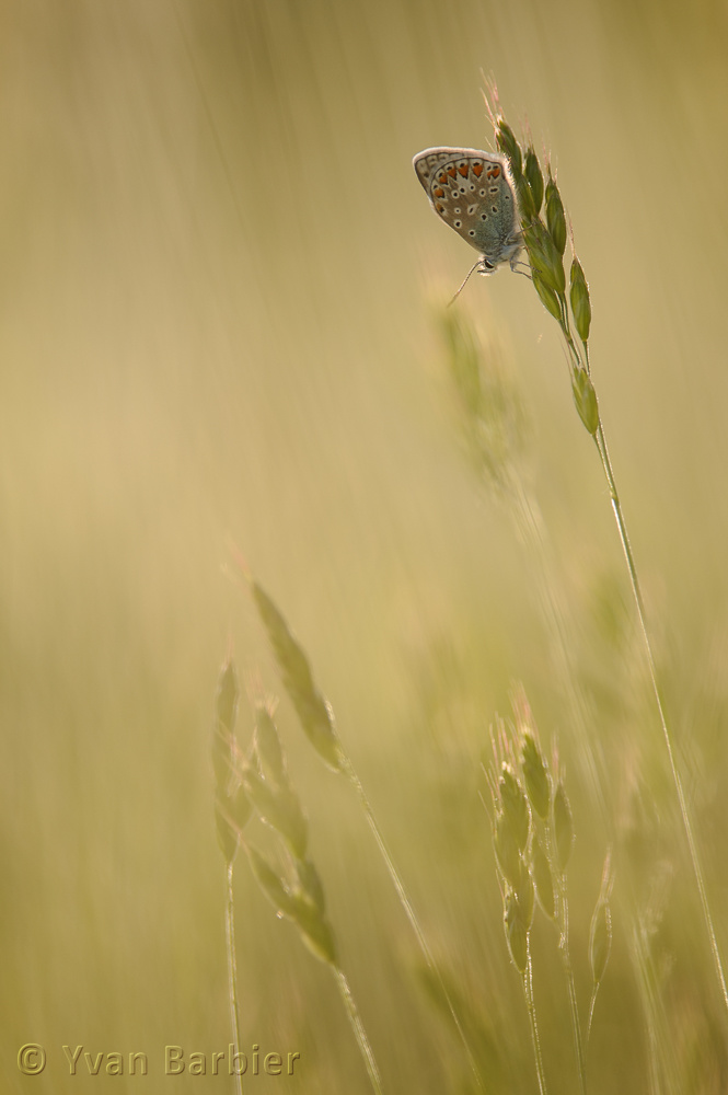 Polyommatus icarus