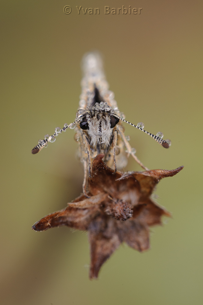 Pyrgus malvae