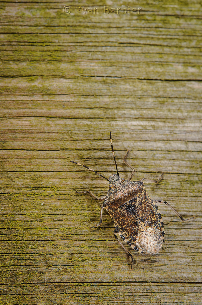 Rhaphigaster nebulosa