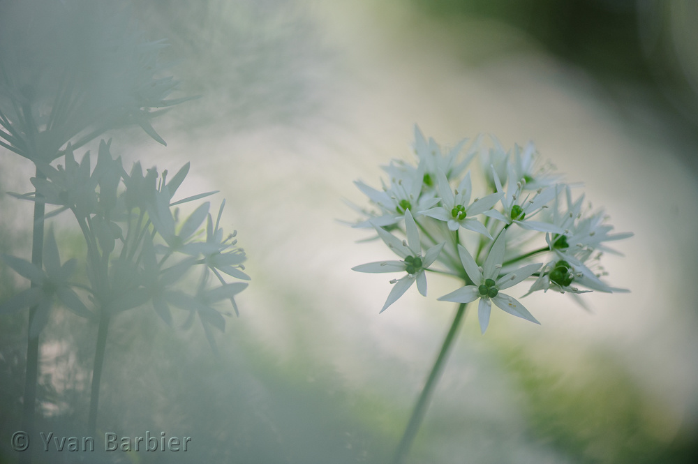 Allium ursinum
