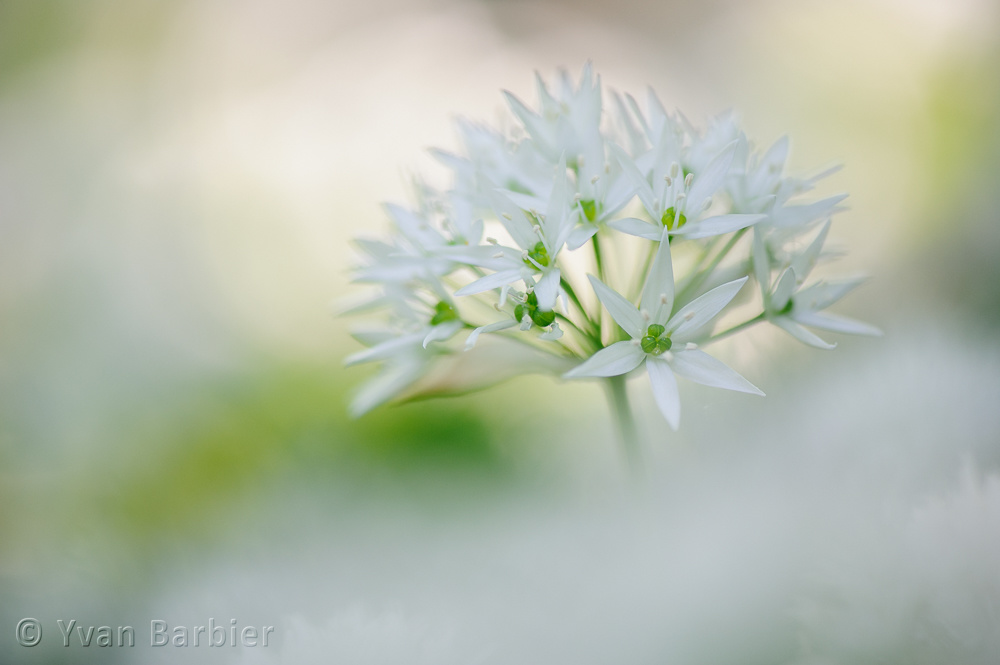 Allium ursinum