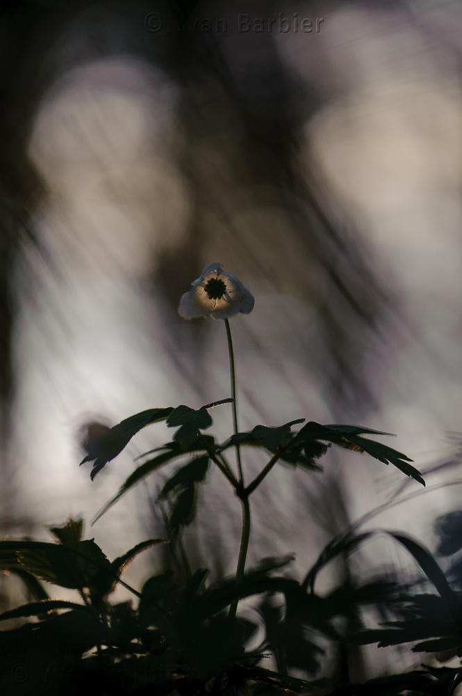 Fantôme des bois
