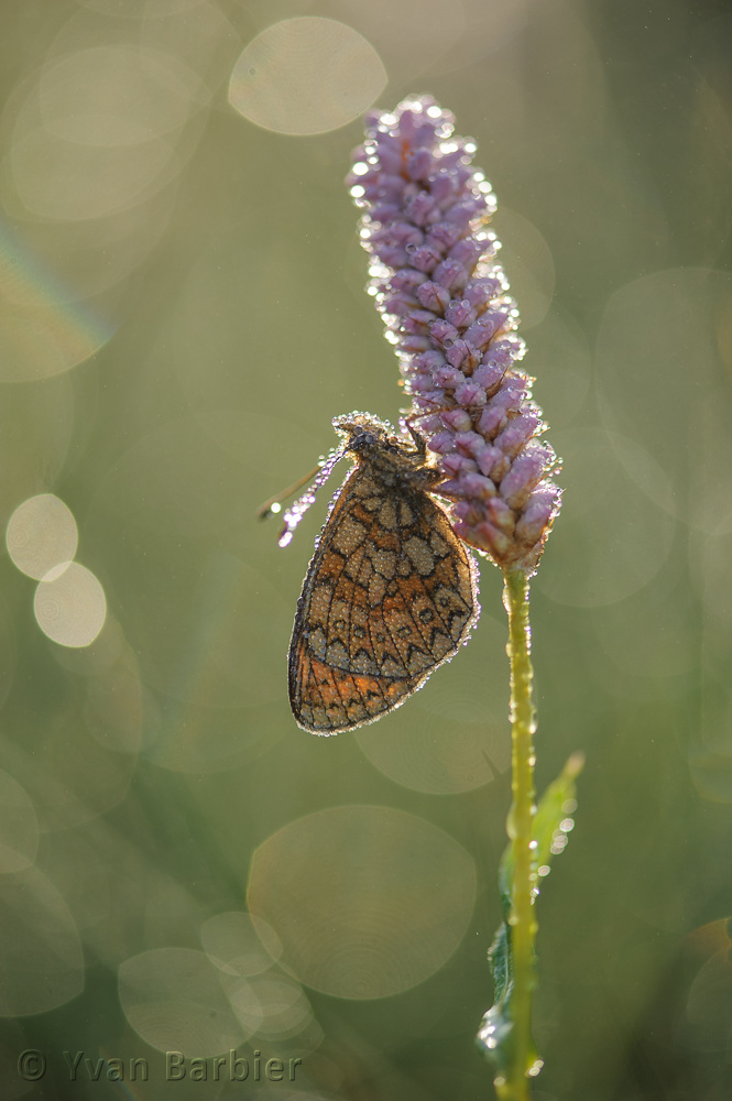 Boloria eunomia