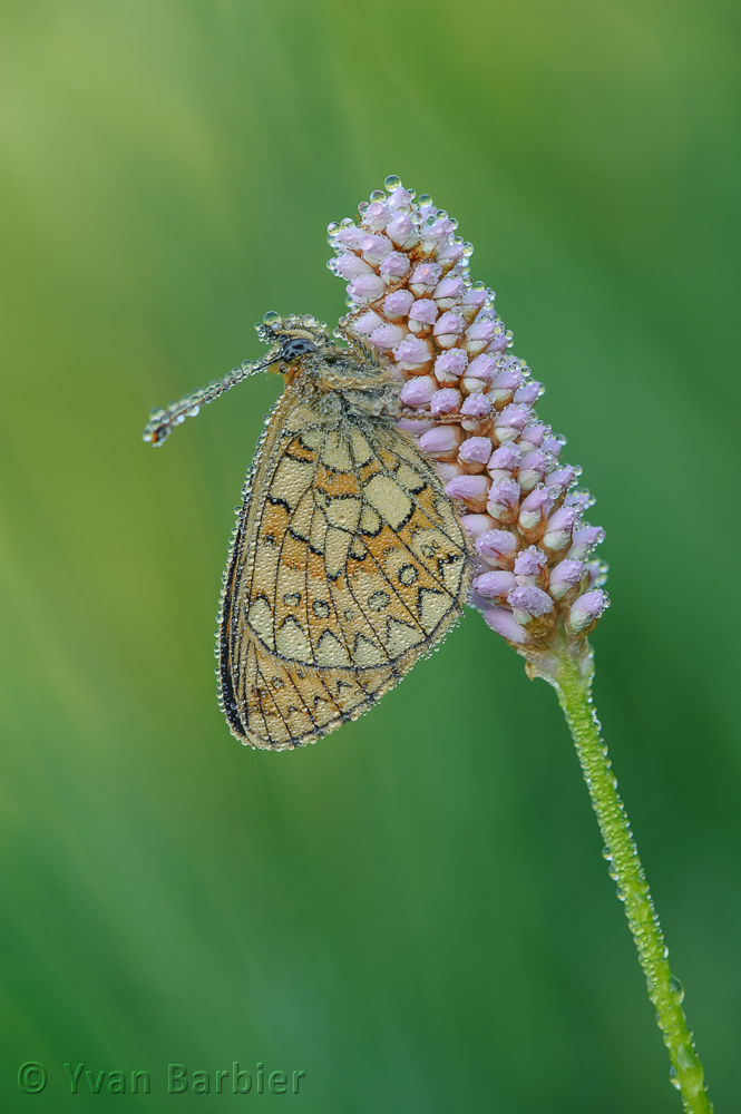 Boloria eunomia