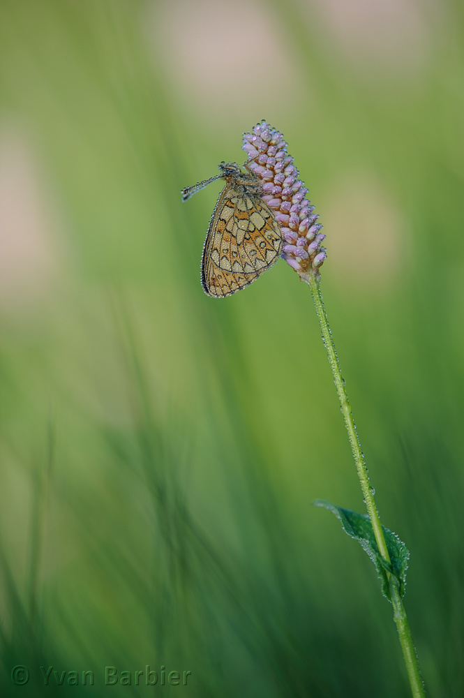Boloria eunomia