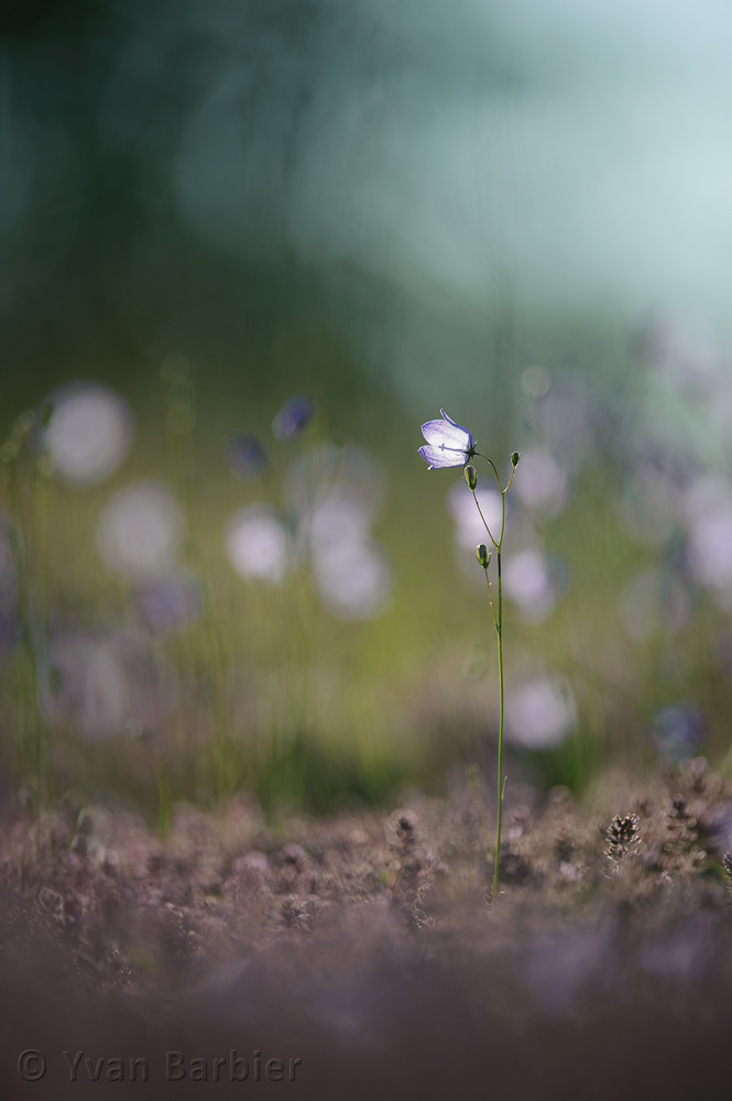 Campanule