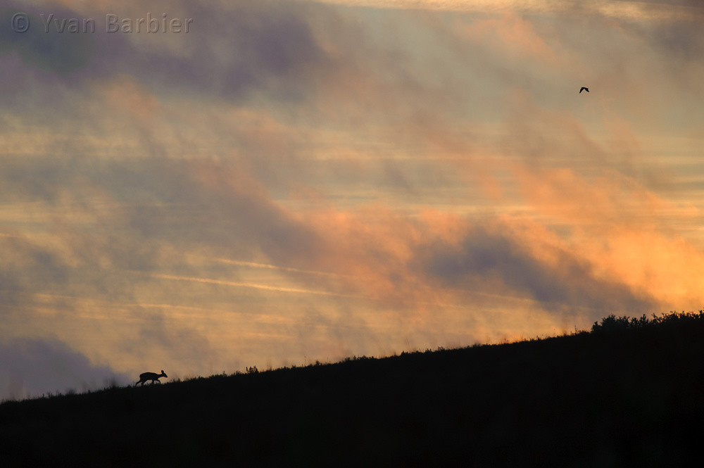 Le chevreuil et l'oiseau