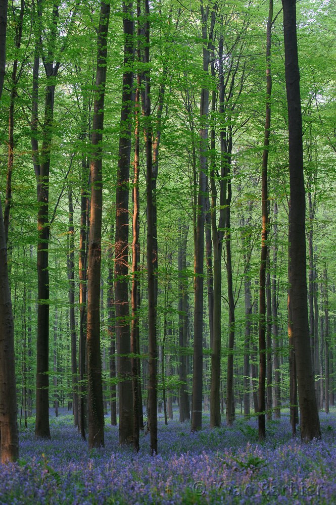 Bois de Halle