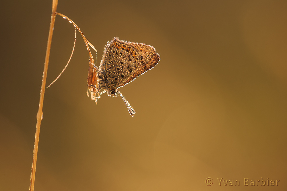 Lycaena tityrus