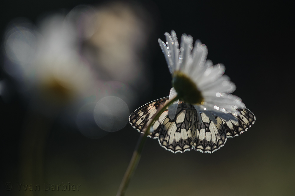 Melanargia galathea